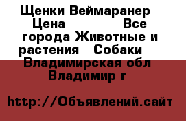 Щенки Веймаранер › Цена ­ 40 000 - Все города Животные и растения » Собаки   . Владимирская обл.,Владимир г.